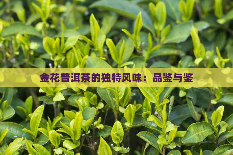 金花普洱茶的独特风味：品鉴与鉴