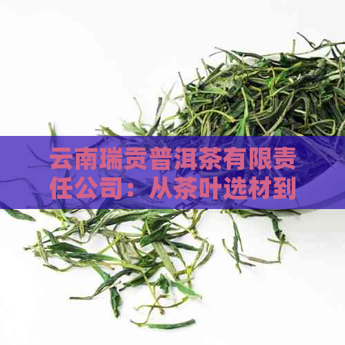 云南瑞贡普洱茶有限责任公司：从茶叶选材到品质体验，探索普洱茶的完整指南