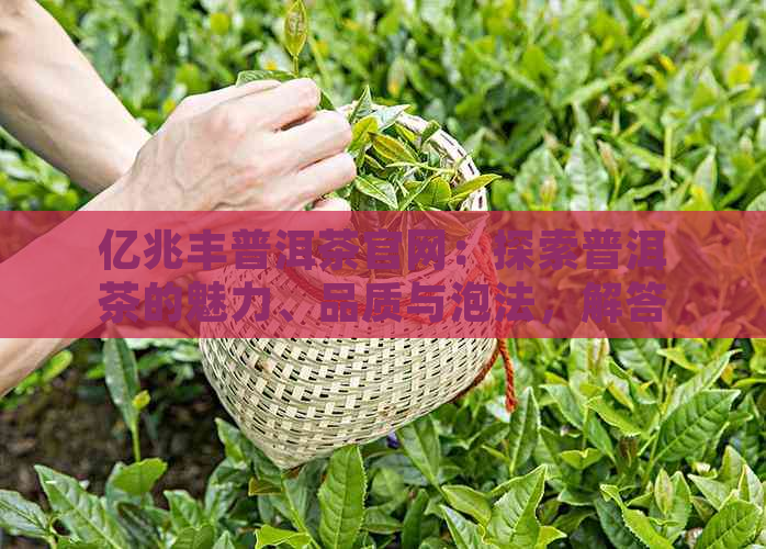 亿兆丰普洱茶官网：探索普洱茶的魅力、品质与泡法，解答您的所有疑问