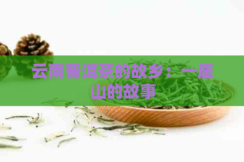 云南普洱茶的故乡：一座山的故事