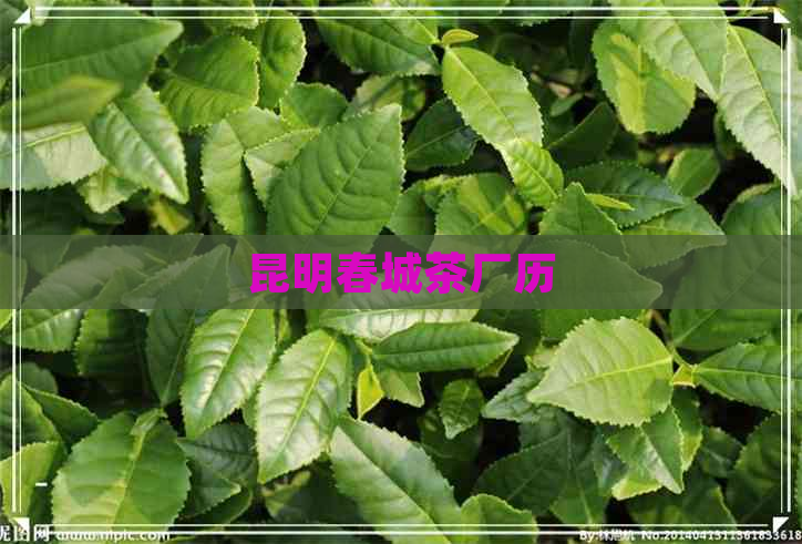 昆明春城茶厂历