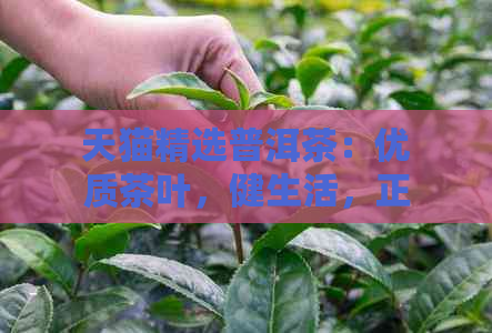 天猫精选普洱茶：优质茶叶，健生活，正品保障，限时优