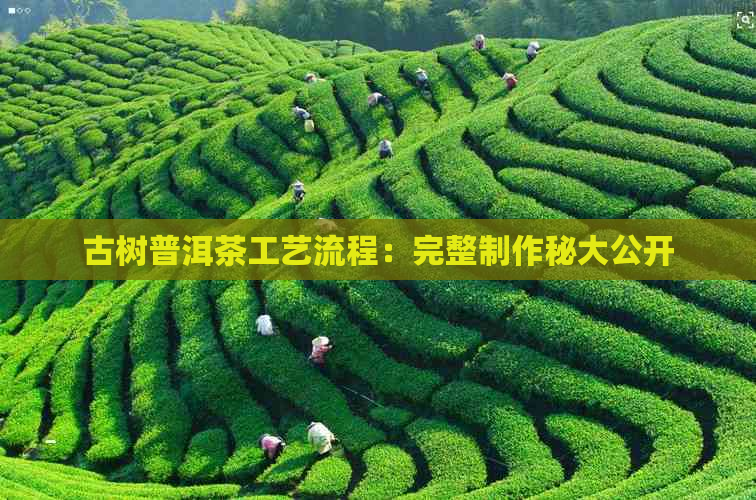 古树普洱茶工艺流程：完整制作秘大公开