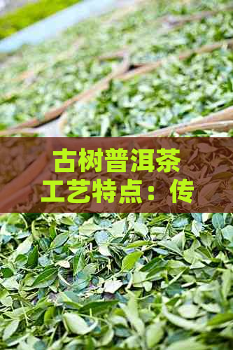 古树普洱茶工艺特点：传统与现代的完美融合