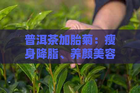 普洱茶加胎菊：瘦身降脂、养颜美容，陈皮提升口感