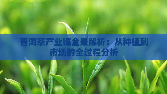 普洱茶产业链全景解析：从种植到市场的全过程分析