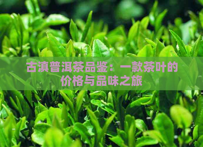 古滇普洱茶品鉴：一款茶叶的价格与品味之旅