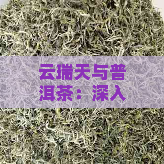 云瑞天与普洱茶：深入了解二者之间的关系、品质特点及泡茶技巧