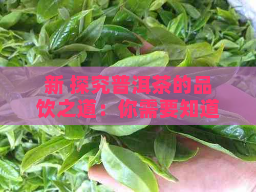 新 探究普洱茶的品饮之道：你需要知道的使用工具和技巧