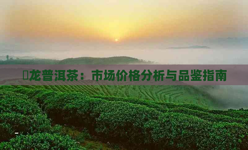 犇龙普洱茶：市场价格分析与品鉴指南