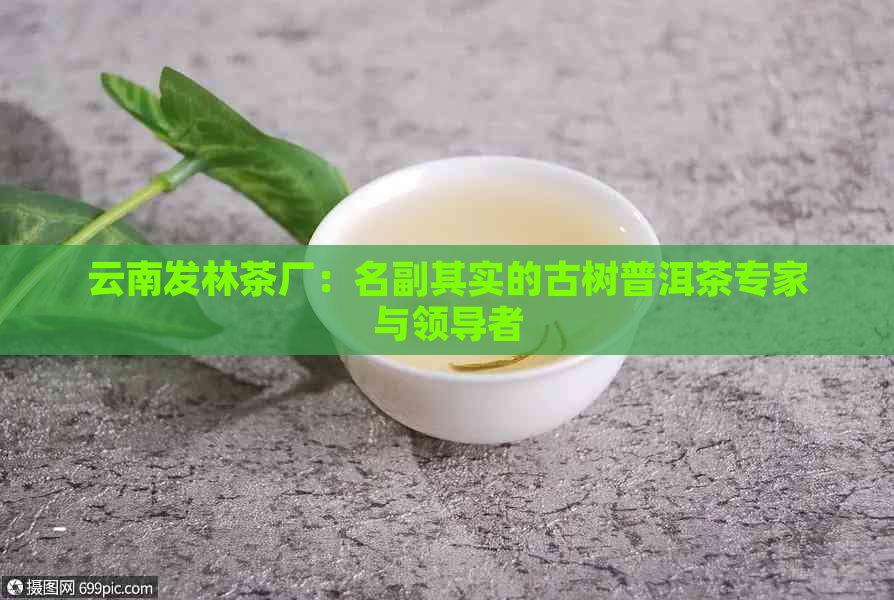 云南发林茶厂：名副其实的古树普洱茶专家与领导者