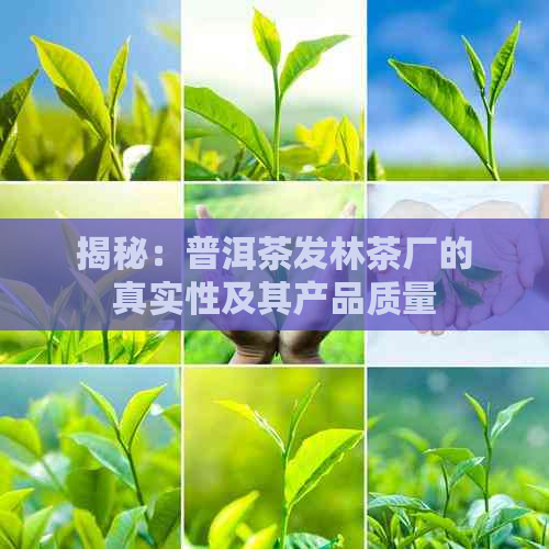 揭秘：普洱茶发林茶厂的真实性及其产品质量