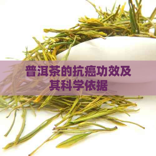 普洱茶的抗癌功效及其科学依据