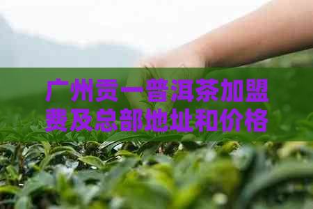 广州贡一普洱茶加盟费及总部地址和价格详情