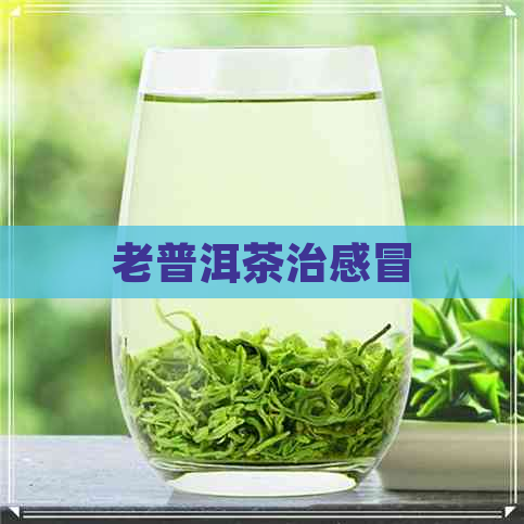 老普洱茶治感冒