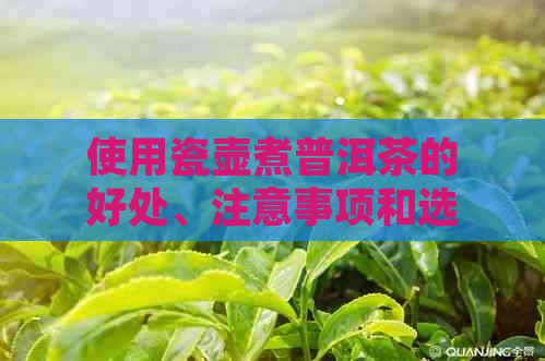 使用瓷壶煮普洱茶的好处、注意事项和选择建议