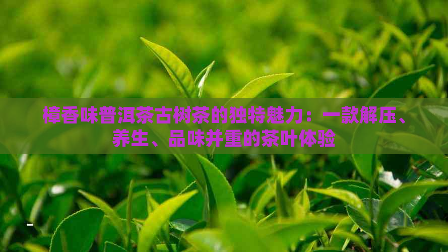 樟香味普洱茶古树茶的独特魅力：一款解压、养生、品味并重的茶叶体验