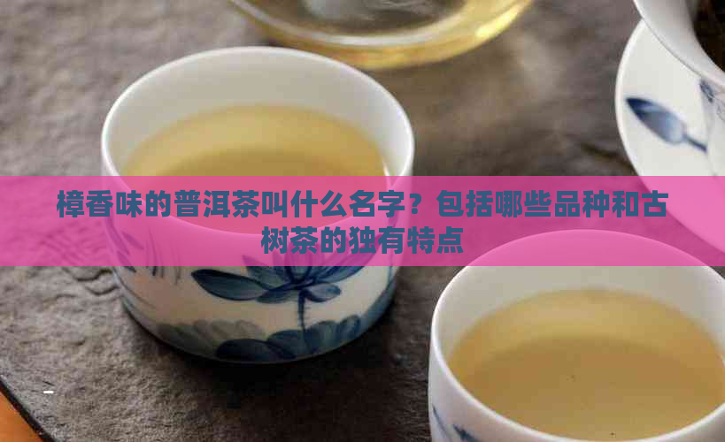 樟香味的普洱茶叫什么名字？包括哪些品种和古树茶的独有特点