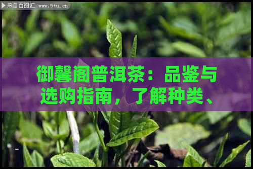 御馨阁普洱茶：品鉴与选购指南，了解种类、功效与泡法的全方位解析