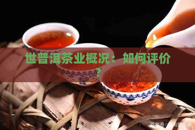 世普洱茶业概况：如何评价？