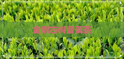 金刚古树普洱茶