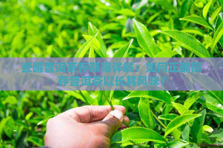 瓷罐普洱茶存期限详解：如何正确保存普洱茶以长其风味？