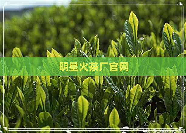 明星火茶厂官网