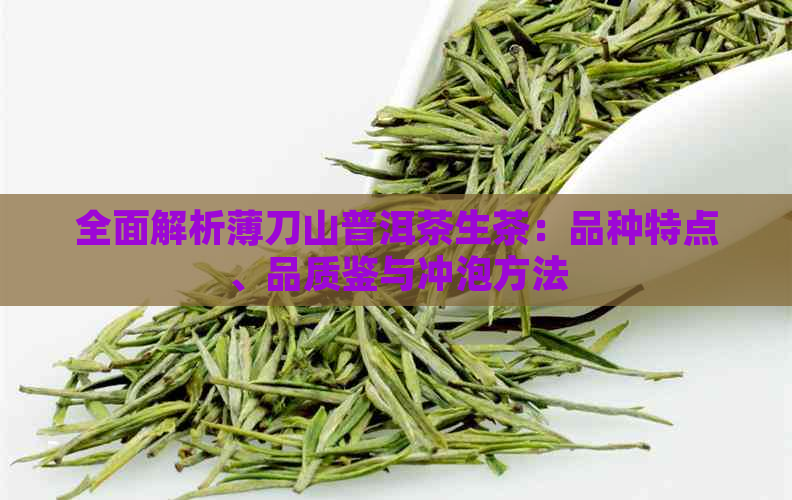 全面解析薄刀山普洱茶生茶：品种特点、品质鉴与冲泡方法