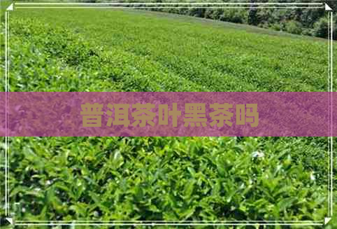 普洱茶叶黑茶吗