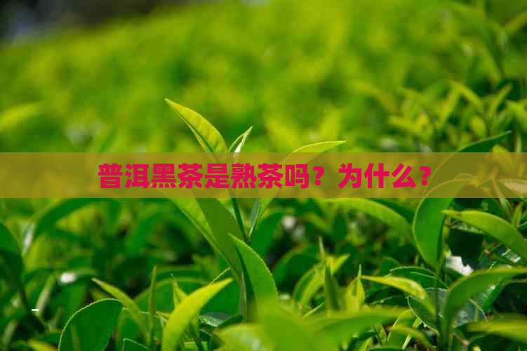 普洱黑茶是熟茶吗？为什么？