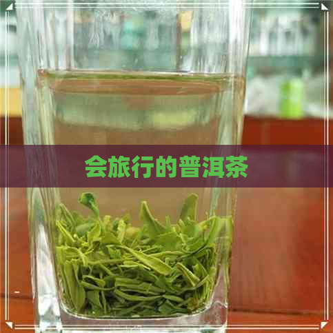 会旅行的普洱茶