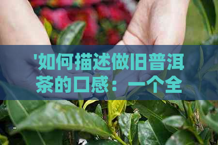 '如何描述做旧普洱茶的口感：一个全面指南'