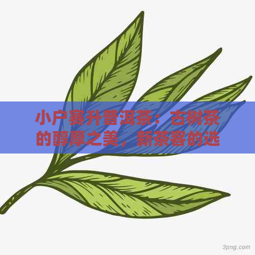 小户赛升普洱茶：古树茶的醇厚之美，新茶客的选择之道