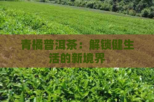 青橘普洱茶：解锁健生活的新境界