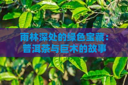 雨林深处的绿色宝藏：普洱茶与巨木的故事