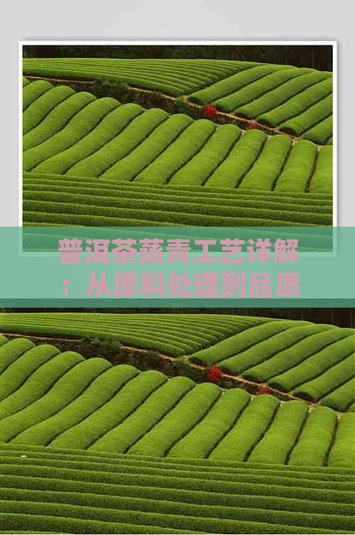 普洱茶蒸青工艺详解：从原料处理到品质优化的全面指南