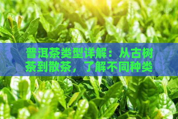 普洱茶类型详解：从古树茶到散茶，了解不同种类的特点与价值