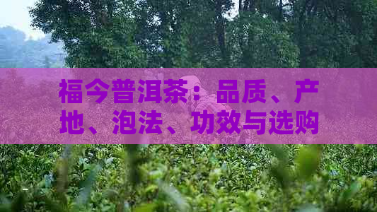 福今普洱茶：品质、产地、泡法、功效与选购指南，一篇全面解决您的疑问