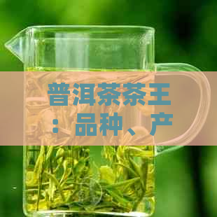 普洱茶茶王：品种、产地、品质、功效与泡法全面解析