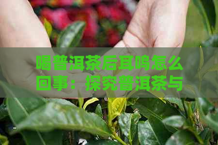 喝普洱茶后耳鸣怎么回事：探究普洱茶与耳鸣的关系