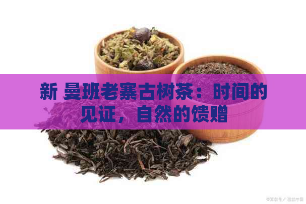 新 曼班老寨古树茶：时间的见证，自然的馈赠