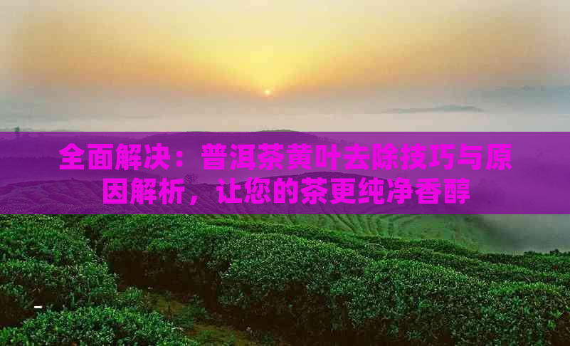 全面解决：普洱茶黄叶去除技巧与原因解析，让您的茶更纯净香醇