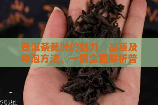 普洱茶黄叶的魅力、品质及冲泡方法，一篇全面解析普洱茶黄叶的文章