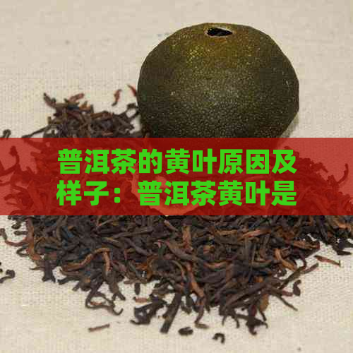 普洱茶的黄叶原因及样子：普洱茶黄叶是什么？