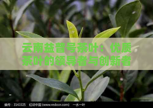 云南益普号茶叶：优质茶叶的领导者与创新者