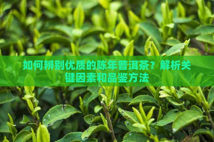 如何辨别优质的陈年普洱茶？解析关键因素和品鉴方法