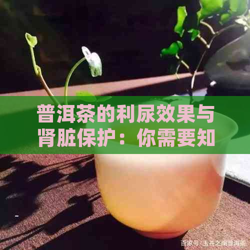 普洱茶的利尿效果与肾脏保护：你需要知道的一切