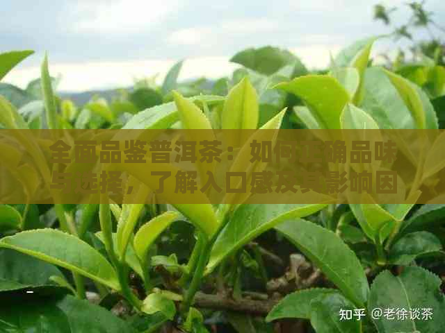 全面品鉴普洱茶：如何正确品味与选择，了解入口感及其影响因素