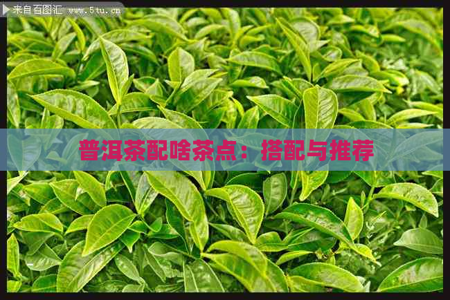 普洱茶配啥茶点：搭配与推荐