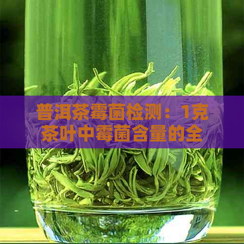 普洱茶霉菌检测：1克茶叶中霉菌含量的全面解析及其对健的影响